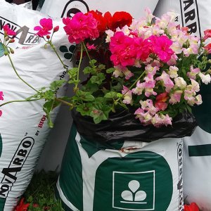 Novarbo esillä Alastaro Golfilla