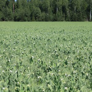 Kotimaiset Arvo-lannoitteet lisäävät maatalouden huoltovarmuutta