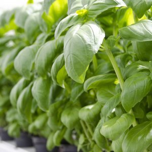 Mossgrow-tuotteet auttavat kasveja selviytymään ääriolosuhteissa