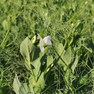 Rikin vaikutus valkuaiskasvien sadonmuodostukseen – Orgaaninen Arvo-lannoite tuotti hyvän tuloksen