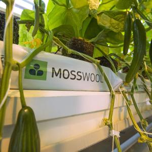 Mosswool® on kotimainen kasvualusta tomaatin ja kurkun viljelyyn