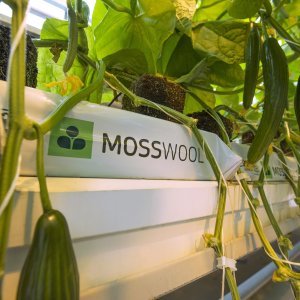 Mosswool® on kotimainen kasvualusta tomaatin ja kurkun viljelyyn