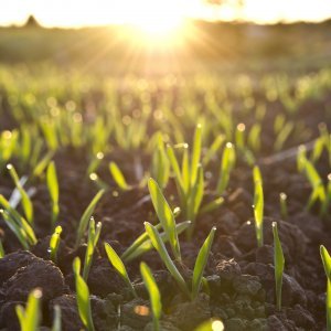 Uusilla Arvo-lannoitteilla luomun satotasoja ylemmäs