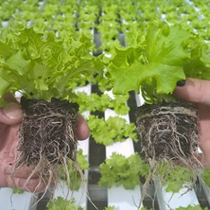 Uutuus - Paperpot -mix kasvualusta