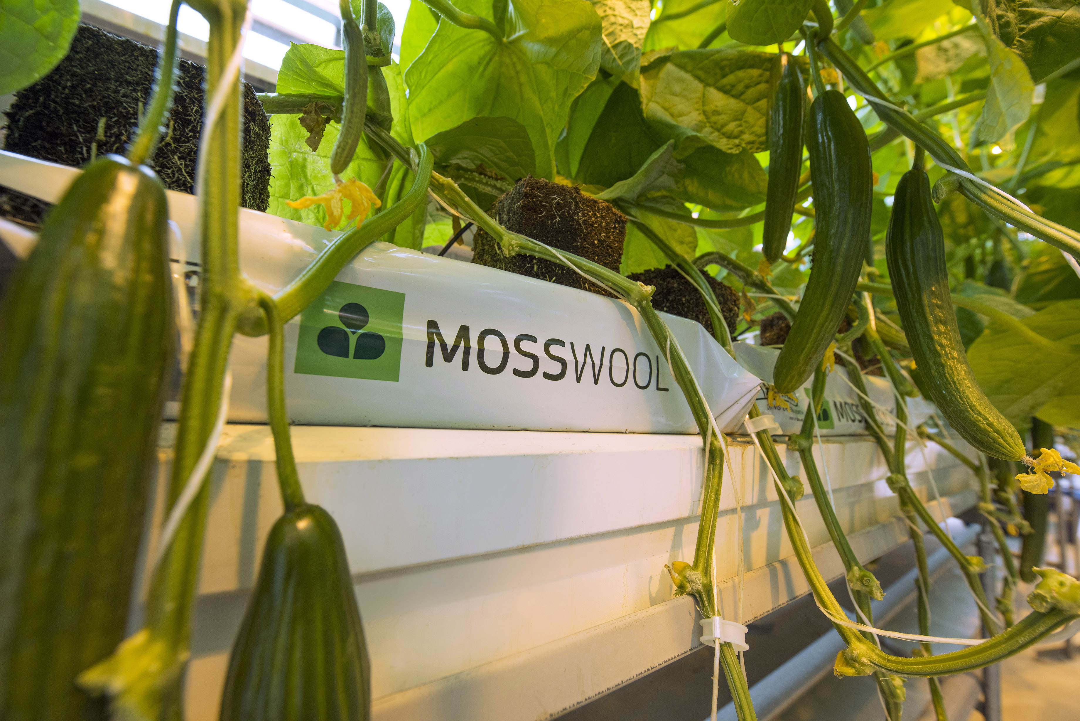 mosswool-on-kotimainen-kasvualusta-tomaatin-ja-kurkun-viljelyyn-novarbo