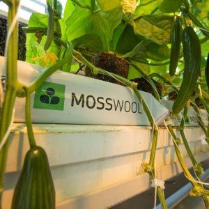 Mosswool kasvualusta