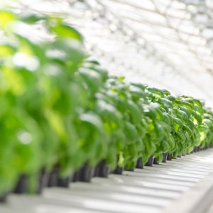 Olemme mukana IPM Messe Essen 2018 ja Fruit Logistica 2018 -messuilla